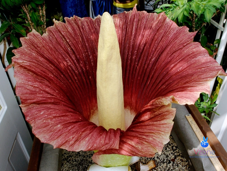 2. Hoa thối khổng lồ - Titan arum (Amorphophallus titanum)
