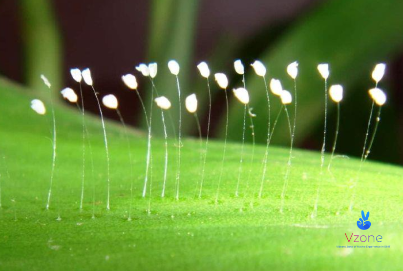 3. Loài hoa 3.000 năm mới nở - Hoa udumbara (Youtan Poluo)