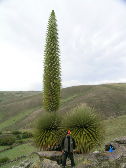 6. Cây ra hoa muộn nhất - Puya Raimondii