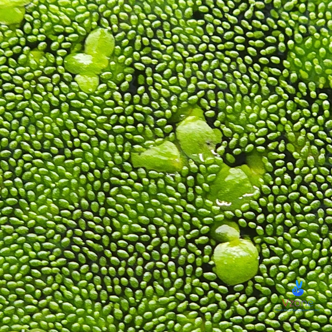 8. Loài hoa nhỏ nhất hành tinh - hoa bèo tấm Úc (Wolffia)