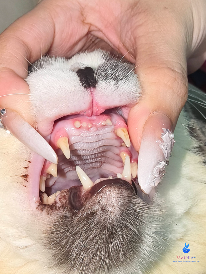 Các dấu hiệu thú cưng cần được khám ngay