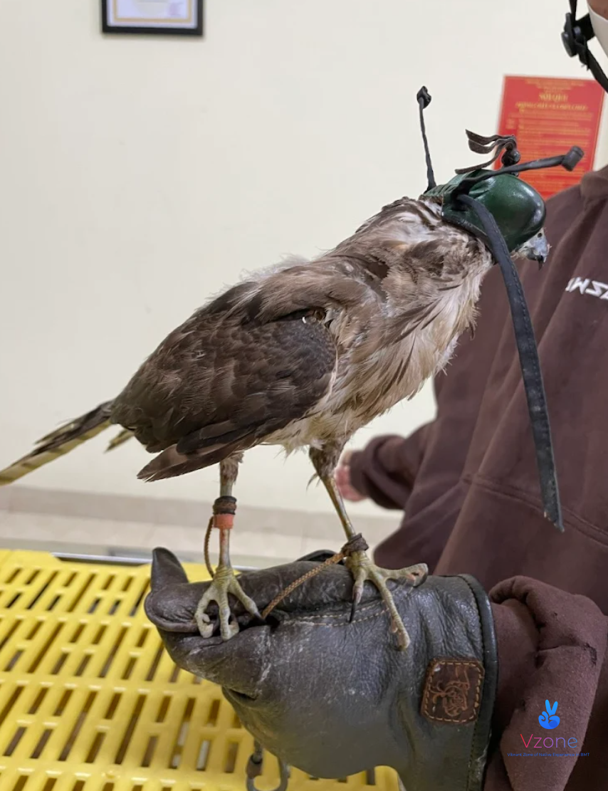 Các dấu hiệu thú cưng cần được khám ngay