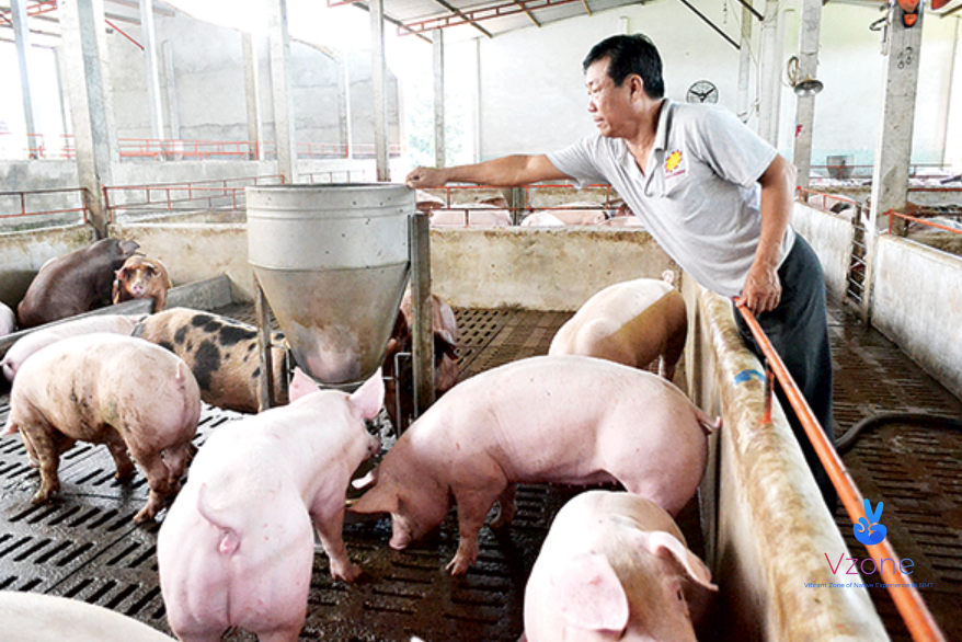 lấy cơm thừa cho heo bmt