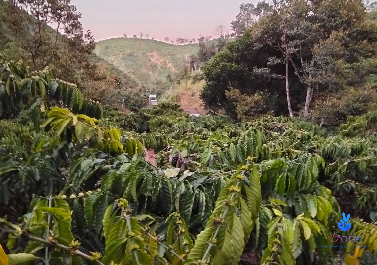 Khí hậu Đắk Lắk và chuyện cây cà phê