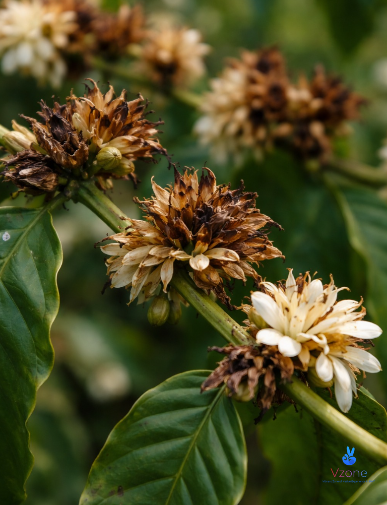 Mùa khô ở Đắk Lắk: Trải nghiệm thật không ai kể